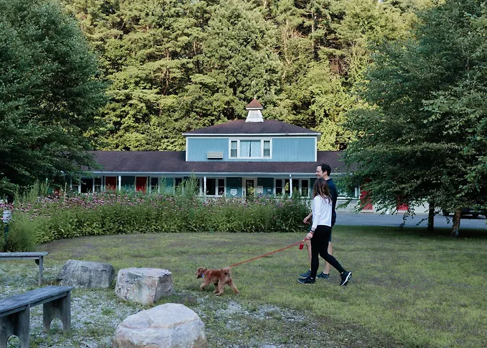 Resort: The Little Lion